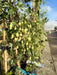 Clematis Avalanche 20 Litre Pot 175-200cm Tall