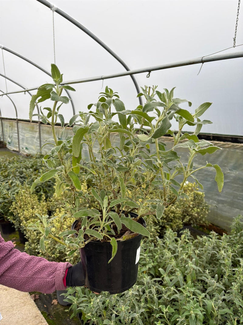 Phlomis fruticosa Bourgaie 5 Litre Pot