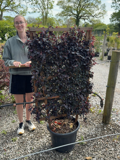 Loropetalum Chinensis Black Pearl Pleached Panel 120cm x 70cm