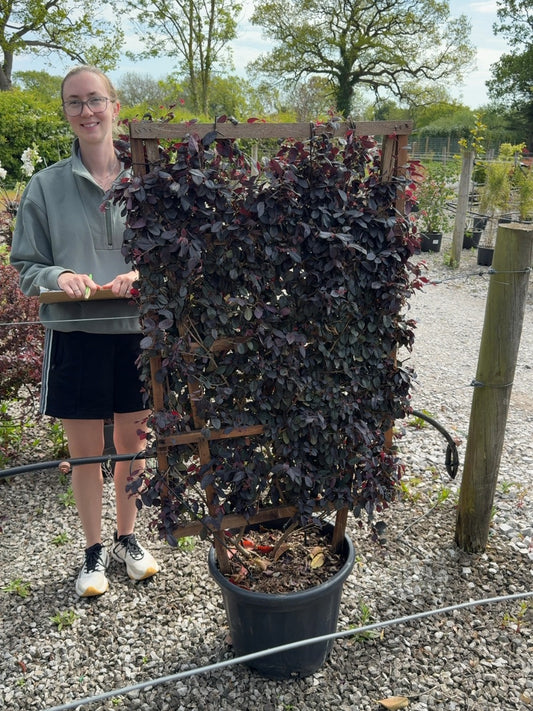 Loropetalum Chinensis Black Pearl Pleached Panel 120cm x 70cm