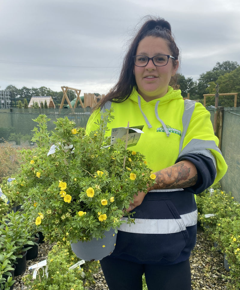 Potentilla fruticosa Double Punch Gold 4.5 Litre Pot
