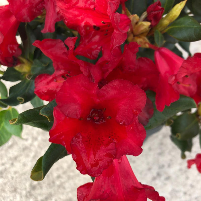 Rhododendron Baden Baden 6 Litre Pot