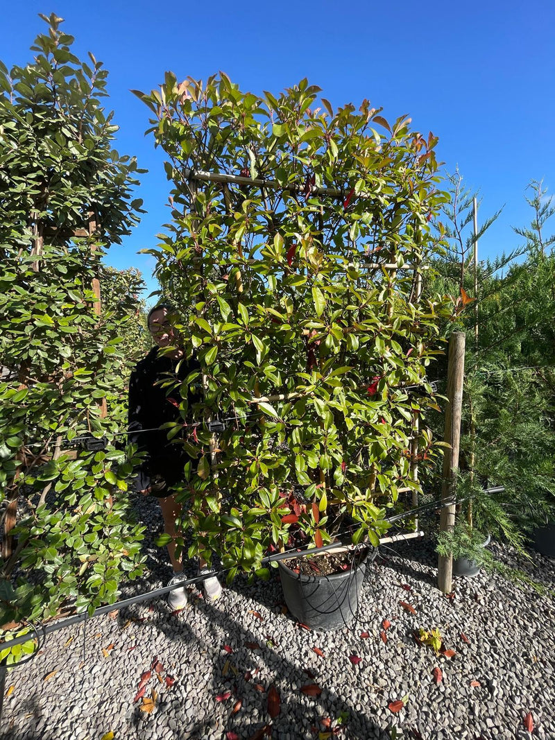 Seconds Grade Photinia Red Robin Pleached Wall Frame 180cm Tall x 110cm Wide