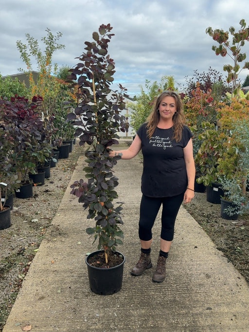 Cotinus cog. Royal Purple 20 Litre 125/150cm