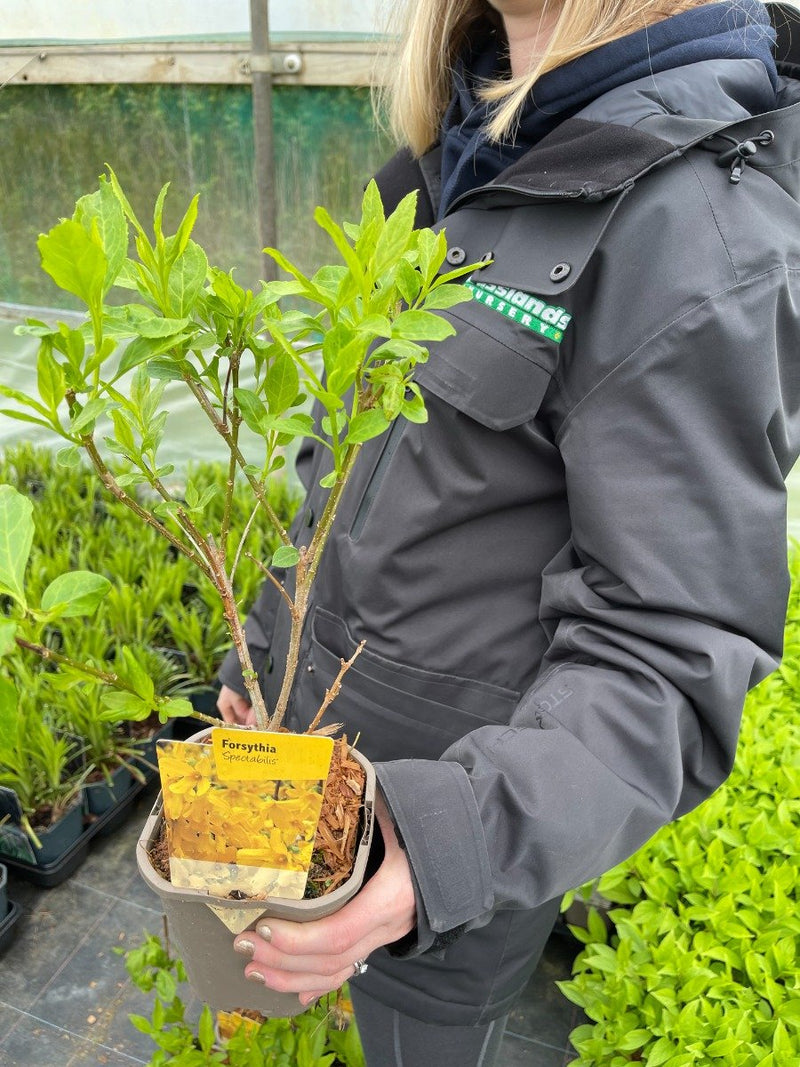 Forsythia intermedia Spectabilis 11cm Pot
