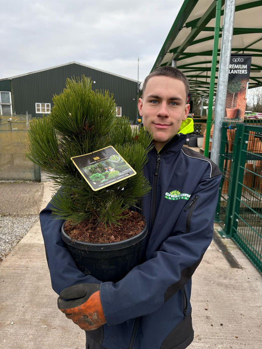 Pinus L. Compact Gem 8 Litre Pot