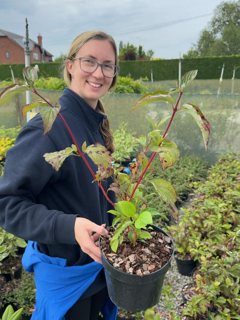 Cornus alba 'Sibirica' - Red-barked Dogwood 3 Litre Pot