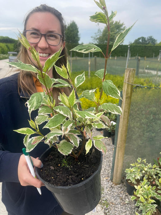 Cornus Alba Siberica Variegata 3 Litre Pot