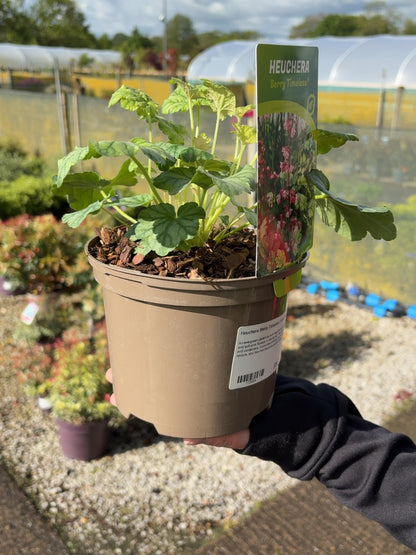 Heuchera Berry Timeless 2 Litre Pot