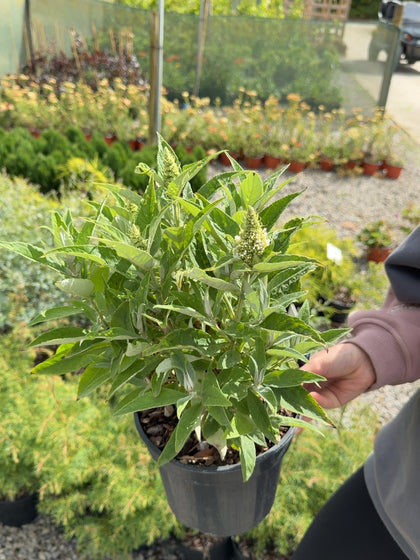 Buddleja davidii Candy Little White - Butterfly Bush 3 Litre Pot