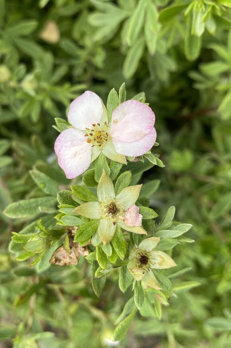 Potentilla fruticosa Double Punch Pink 4.5 Litre Pot