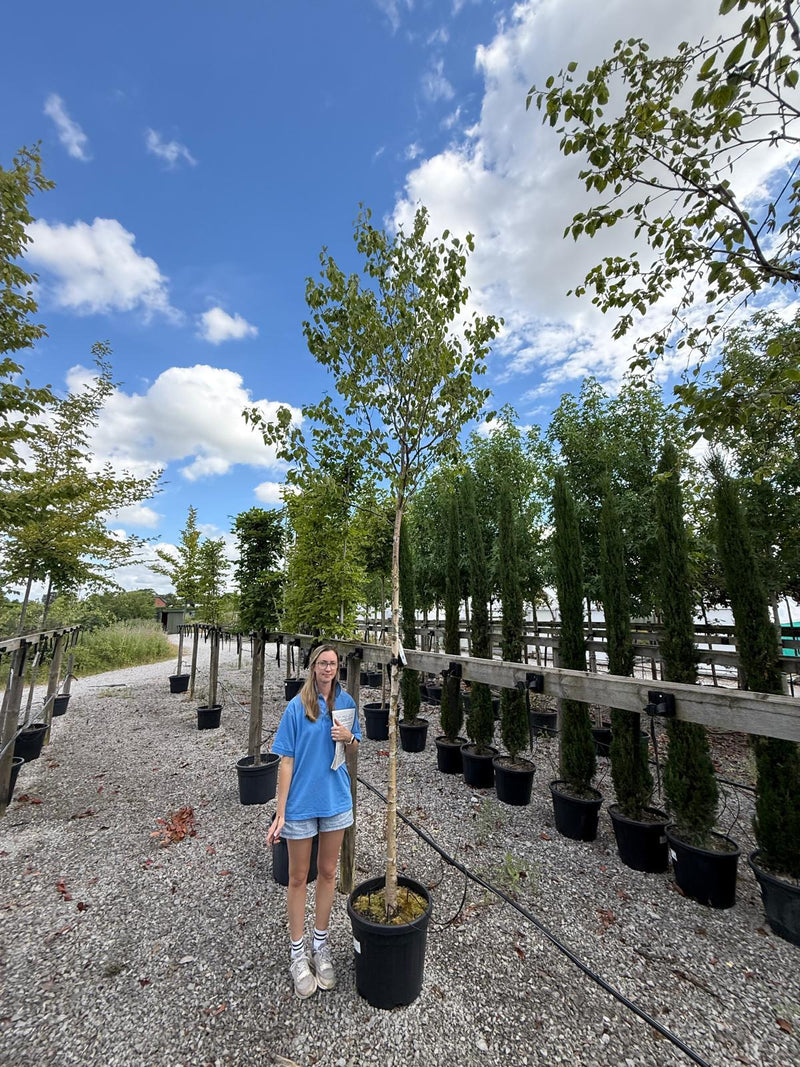 Betula Papyrifera 10/12cm Girth Standard Seconds