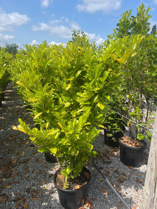 Cherry Laurel 40 Litre x 17 Bargain Basement Plant
