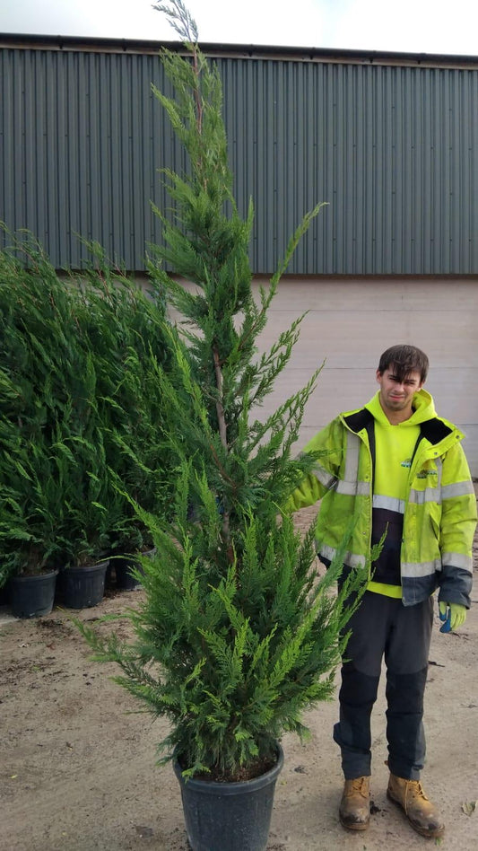 Green Leylandii Hedging 35 Litre Pot 2.70 - 3 Metre