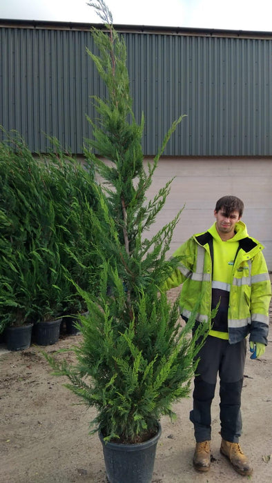 Green Leylandii Hedging 30 Litre Pot 2.50 - 2.75 Metre