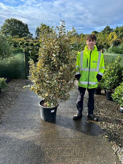 Elaeagnus x Vivileg 20 Litre Pot 125-150cm September Delivery