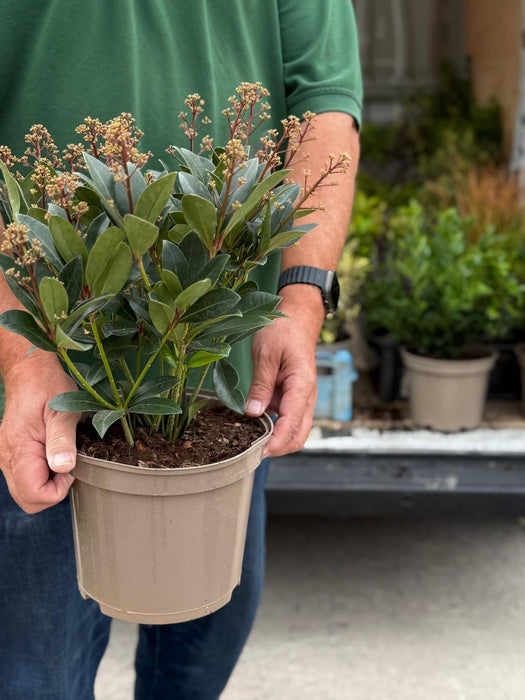 Skimmia Japonica Rubella 5 Litre Pot