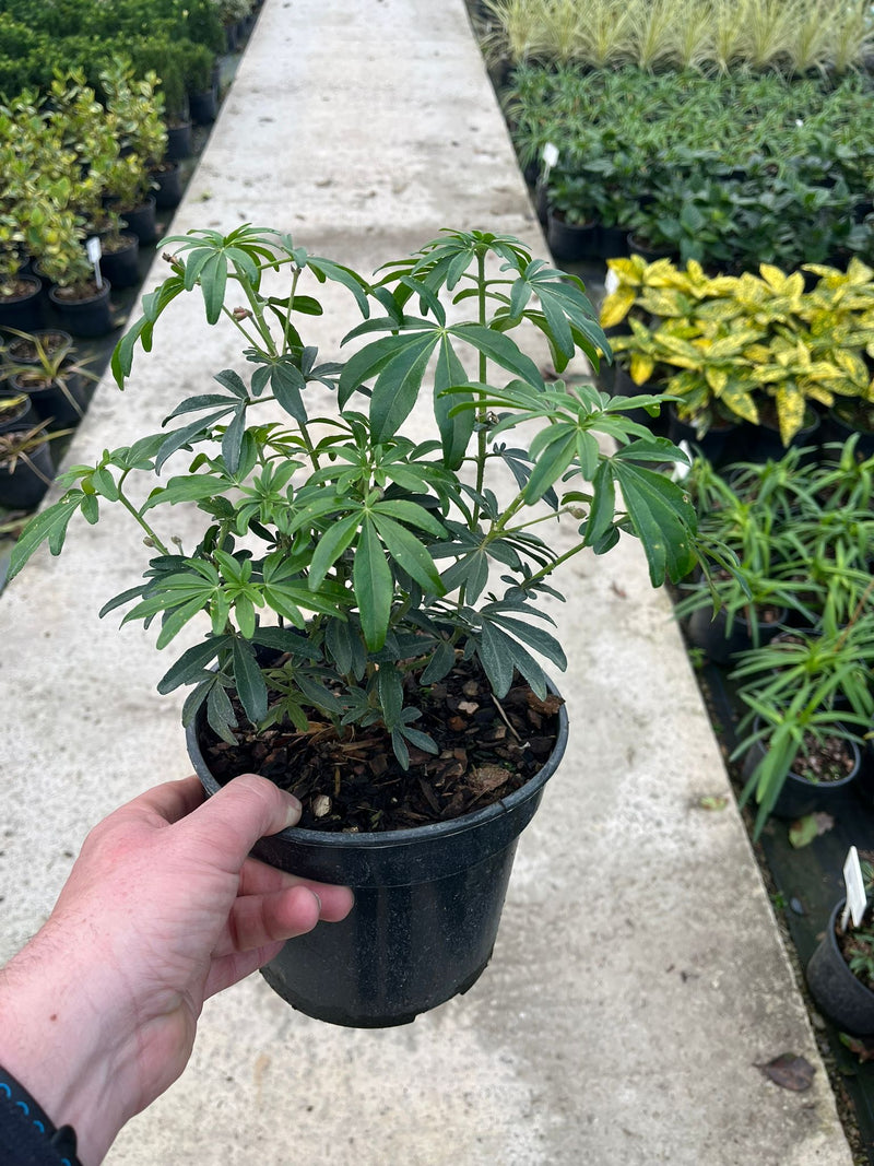 Choisya Greenfingers 3 Litre Pot