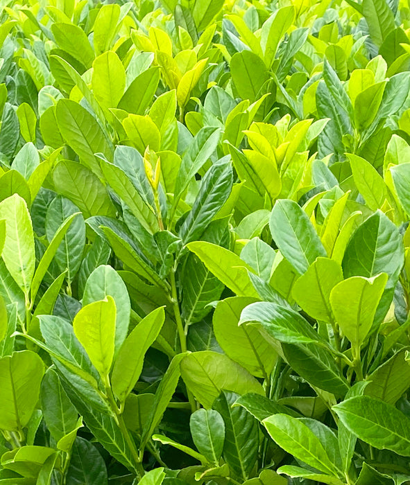 Laurel Hedging, Cherry Laurel Hedging Root Ball 210/225cm