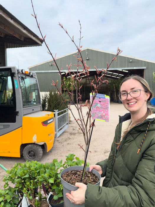 Acer Palmatum Atropurpureum 5 Litre Pot