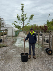 Prunus Avium Plena Standard 6-8 cm Girth Pre Order/Ready For June
