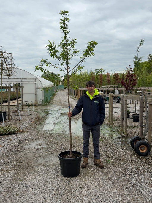 Prunus Avium Plena Standard 6-8 cm Girth Pre Order/Ready For June