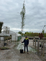 Betula Pendula Fastigiata 8/10cm Girth