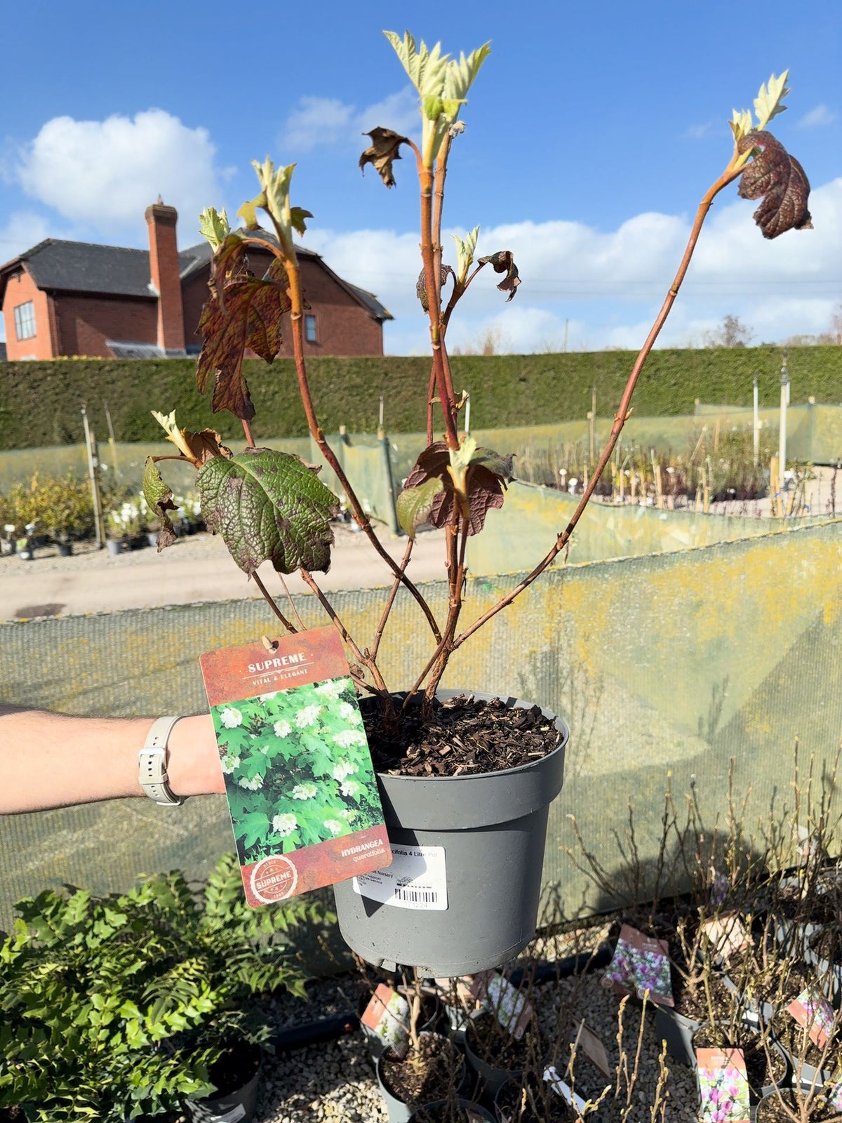 Hydrangea Quercifolia 4 Litre Pot