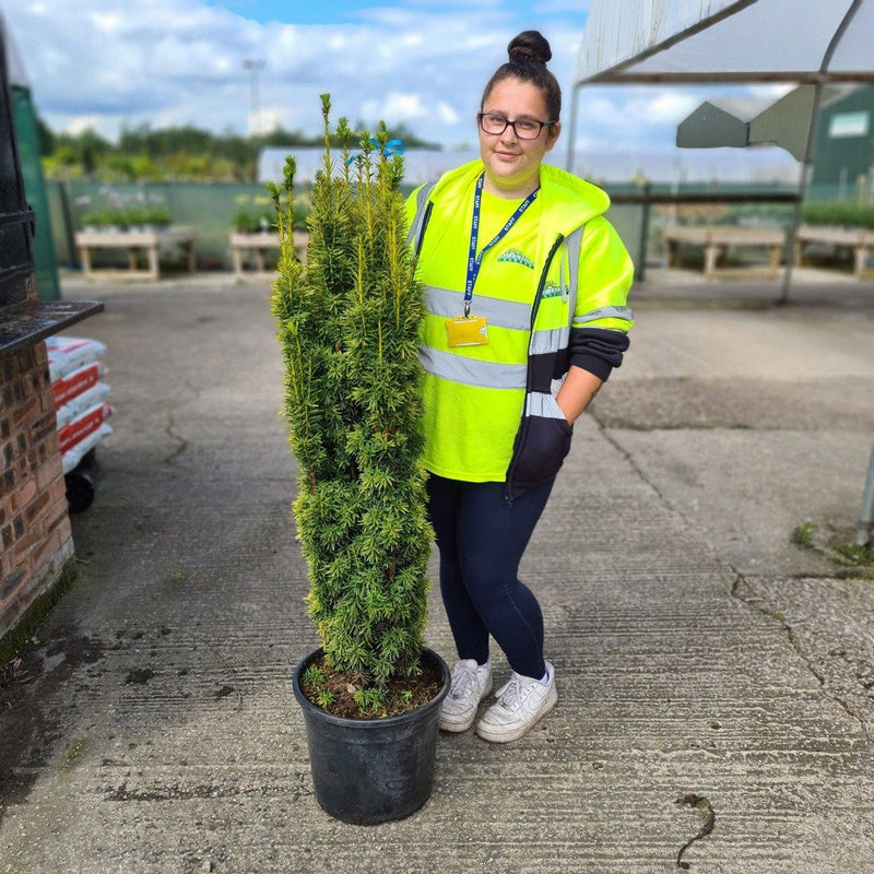 Yew Baccata David 18 Litre Pot