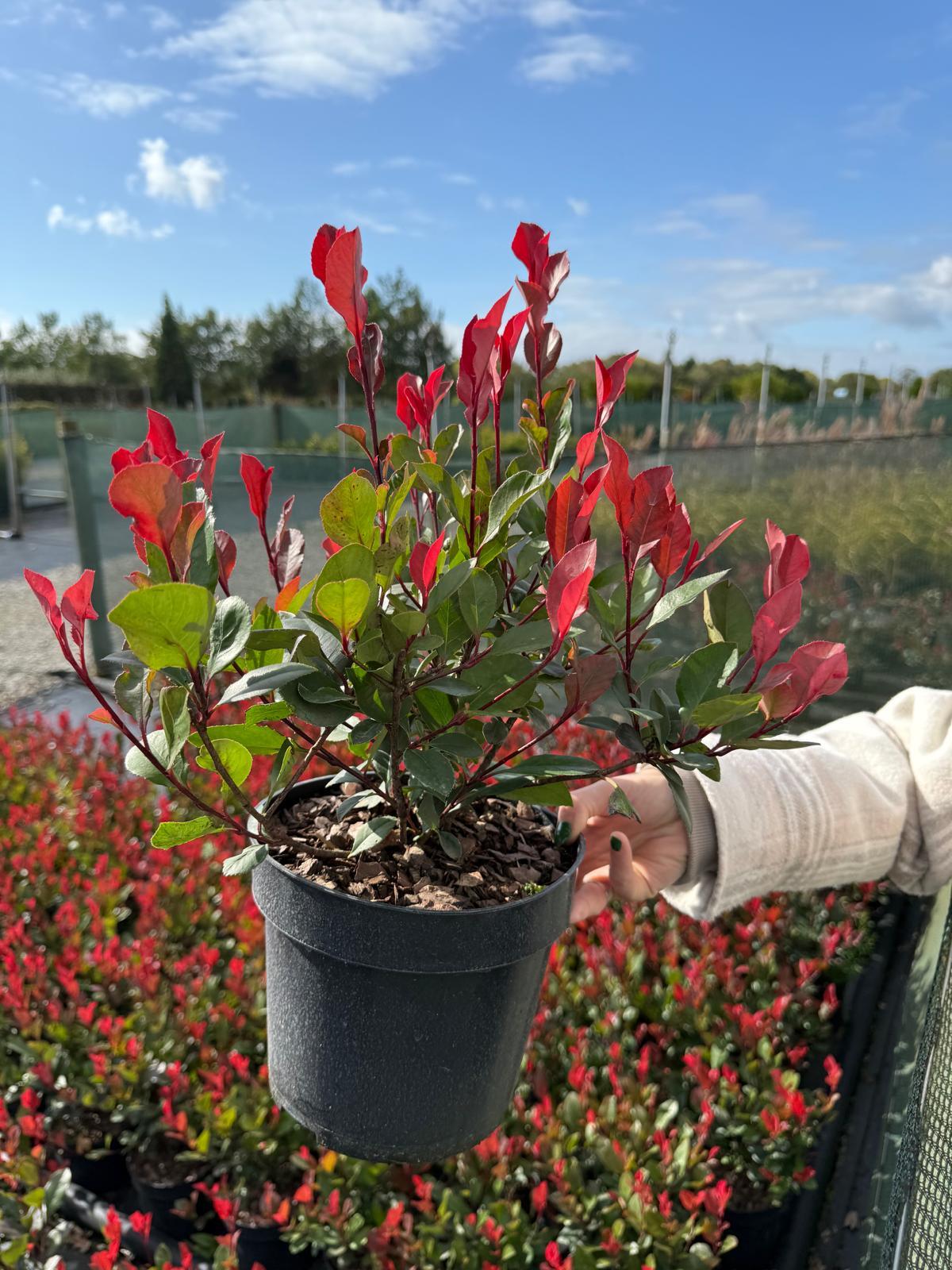 Photinia Little Red Robin 3 Litre Pot