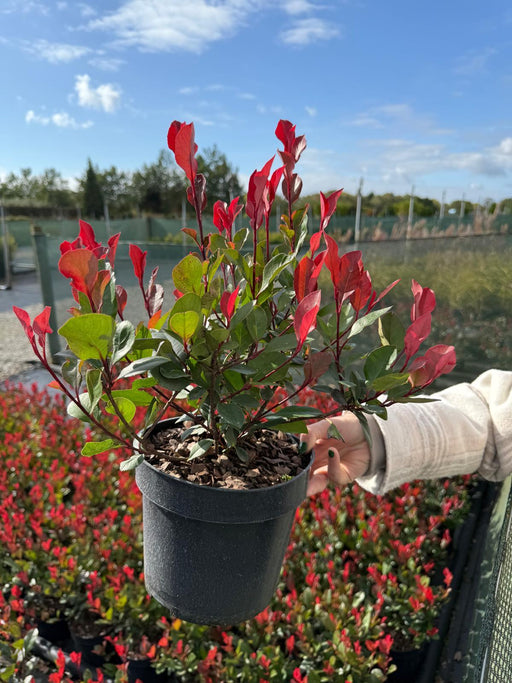 Photinia Little Red Robin 3 Litre Pot  Grasslands Nursery