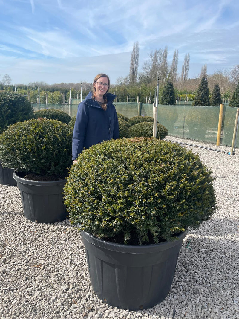 Yew Dome110-120cm Wide 230 Litre Pot
