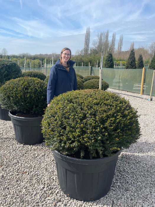 Yew Dome110-120cm Wide 230 Litre Pot