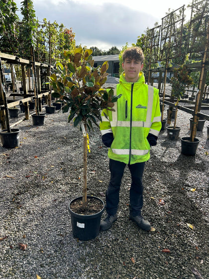 Magnolia Grandiflora Little Gem 20 Litre Pot Half Standard
