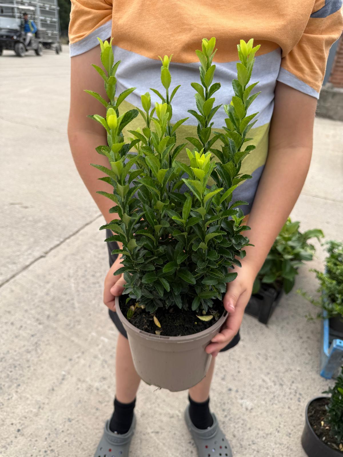 Euonymus Jean Hughes 2 Litre Pot
