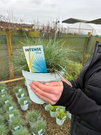 Festuca Glauca Intense Blue 2 Litre Pot