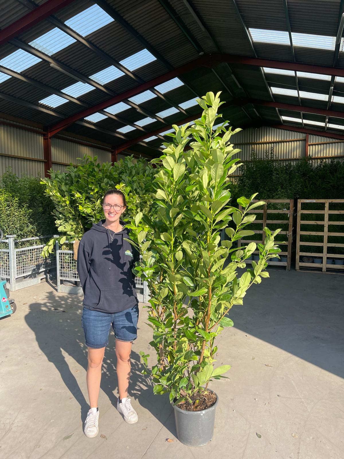 Cherry Laurel Hedging 15 Litre Pot End Of Line