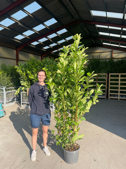 Cherry Laurel Hedging 15 Litre Pot End Of Line