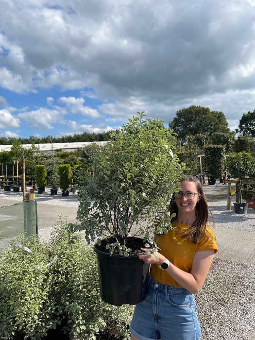 Pittosporum Tenuifolium Silver Queen 20 Litre Pot