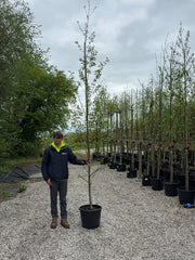 Alnus Incana 8/10cm Standard