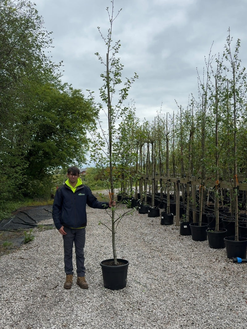 Alnus Incana 8/10cm Standard