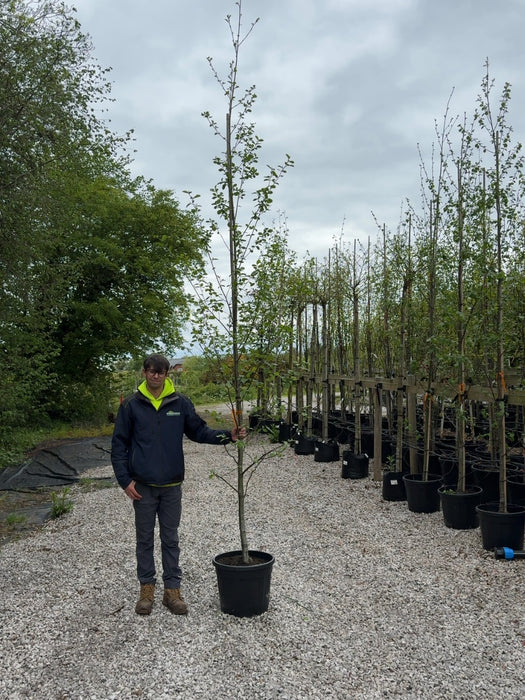 Alnus Incana 8/10cm Standard
