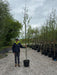 Alnus Incana 8/10cm Standard