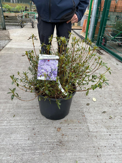 Azalea japonica Blue Danube 30 Litre Pot