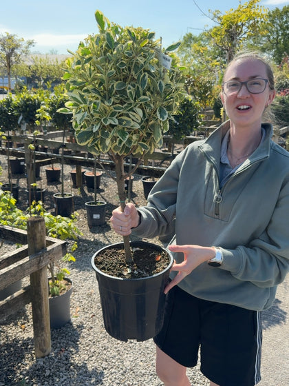 Euonymus japonicus Bravo 7 Litre 1/4 Standard
