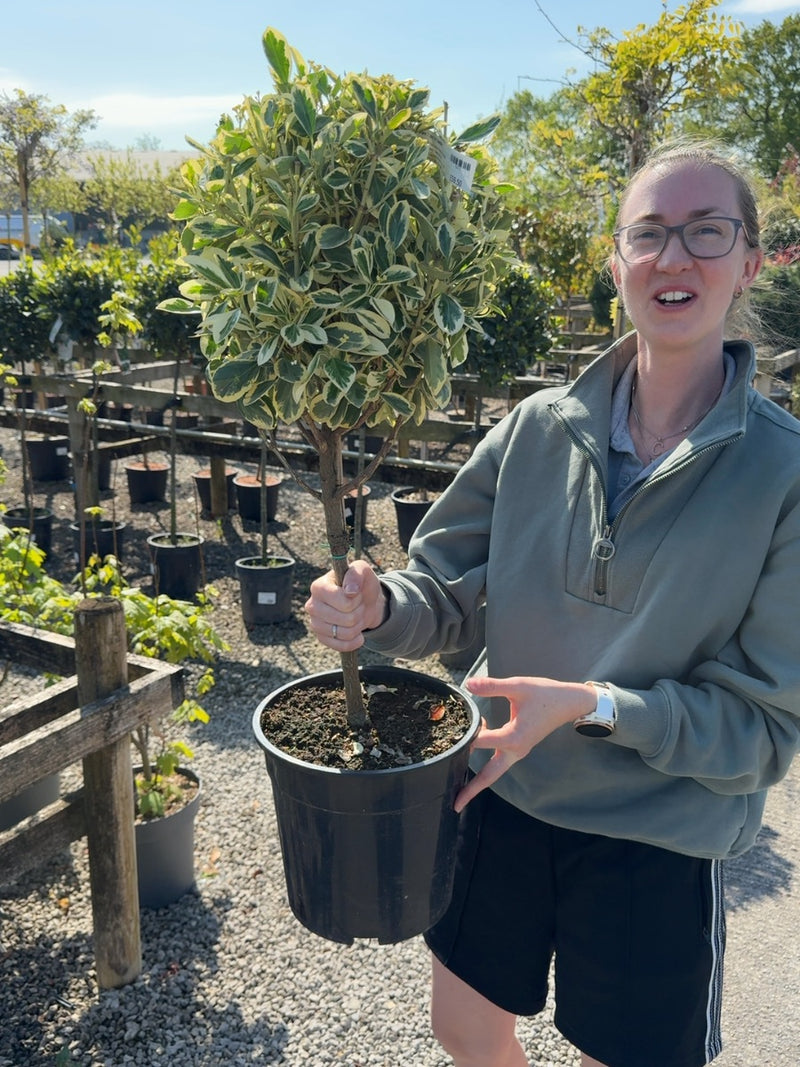 Euonymus japonicus Bravo 7 Litre 1/4 Standard
