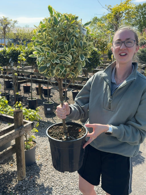 Euonymus japonicus Bravo 7 Litre 1/4 Standard
