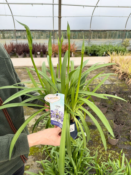 Agapanthus Amourette Superb Blue 1.5 Litre Pot