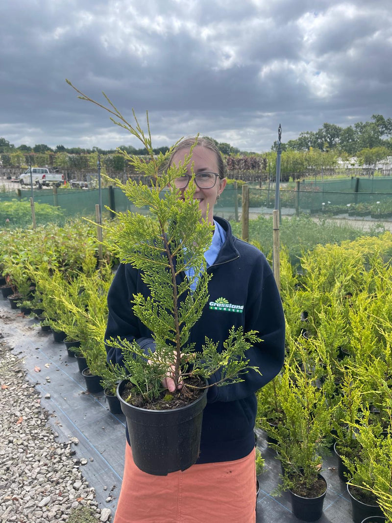 Leylandii Castlewellan Gold 3 Litre Pot 50/70cm