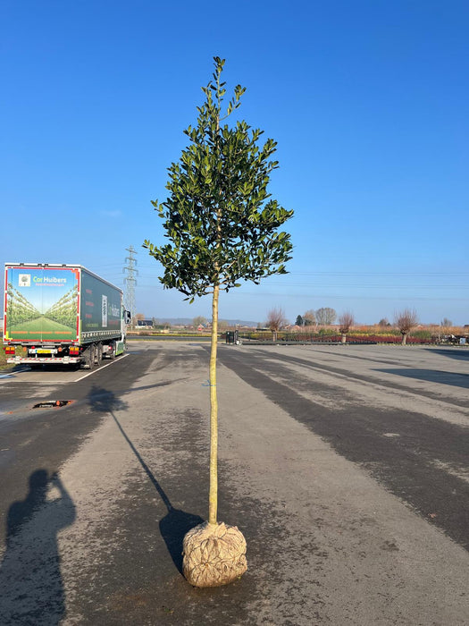 Ilex Nellie Stevens Standard Root Ball 12/14cm Girth